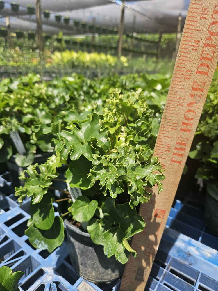 farfugium-japonicum-crispata-parsley-ligularia-leopard-plant-crested-ligularia-japonicum-ligularia-tussilaginea