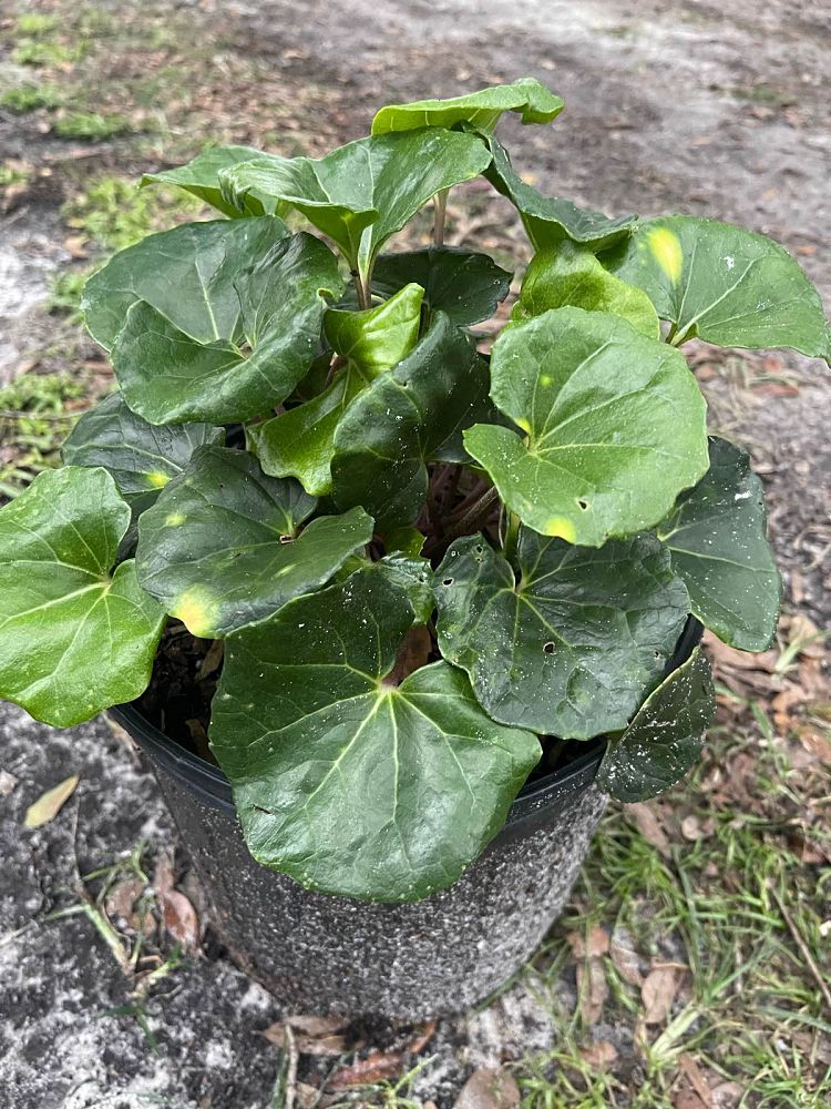 farfugium-japonicum-firefly-leopard-plant-ligularia-japonicum-ligularia-tussilaginea