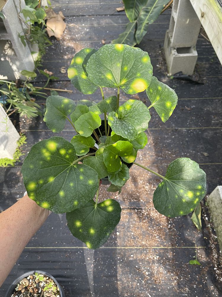 farfugium-japonicum-firefly-leopard-plant-ligularia-japonicum-ligularia-tussilaginea