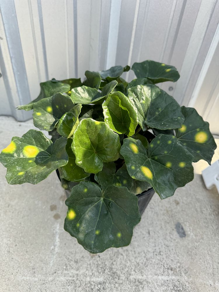 farfugium-japonicum-firefly-leopard-plant-ligularia-japonicum-ligularia-tussilaginea