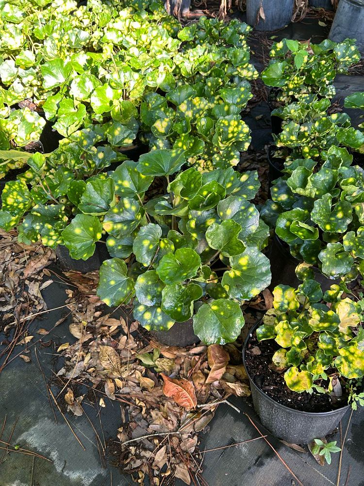 farfugium-japonicum-firefly-leopard-plant-ligularia-japonicum-ligularia-tussilaginea