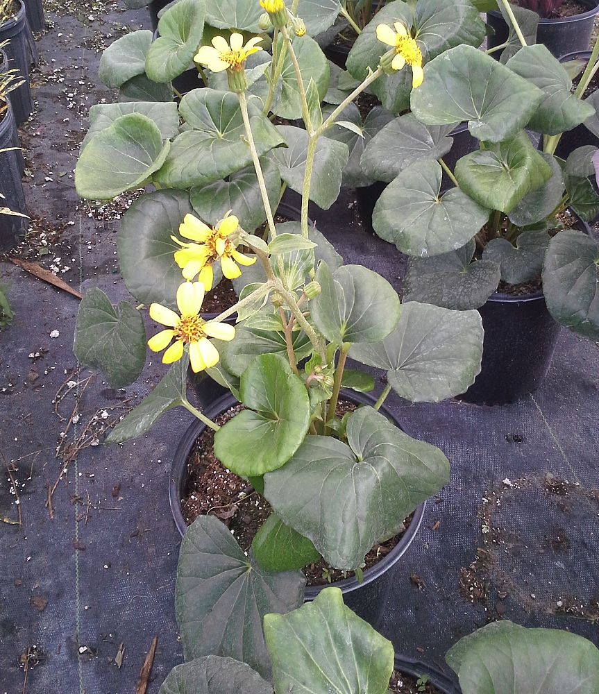 farfugium-japonicum-gigantea-giant-leopard-plant-ligularia-tussilaginea
