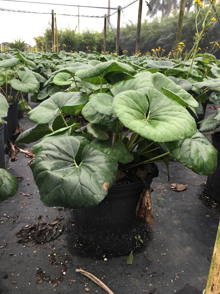 farfugium-japonicum-gigantea-giant-leopard-plant-ligularia-tussilaginea
