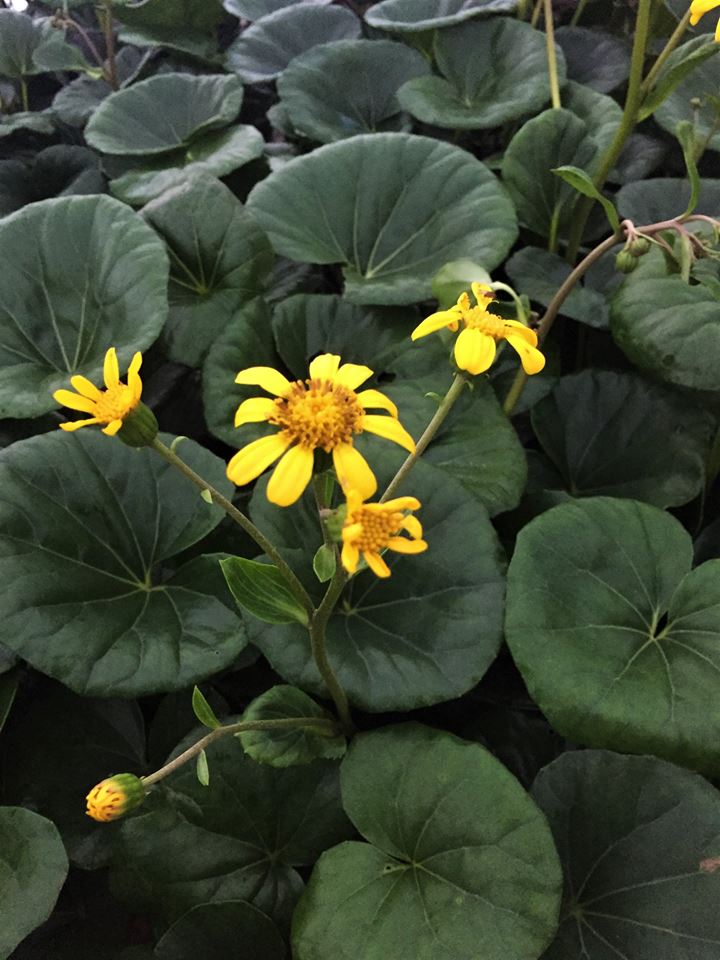 farfugium-japonicum-gigantea-giant-leopard-plant-ligularia-tussilaginea