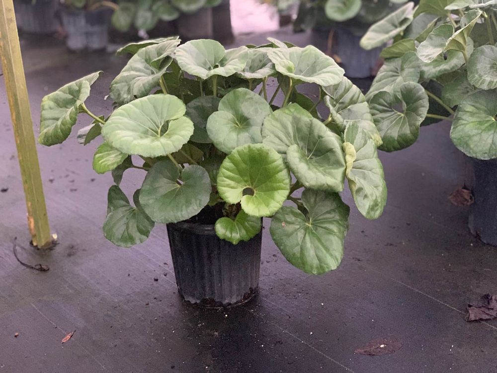 farfugium-japonicum-gigantea-giant-leopard-plant-ligularia-tussilaginea