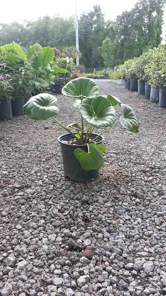 farfugium-japonicum-gigantea-giant-leopard-plant-ligularia-tussilaginea