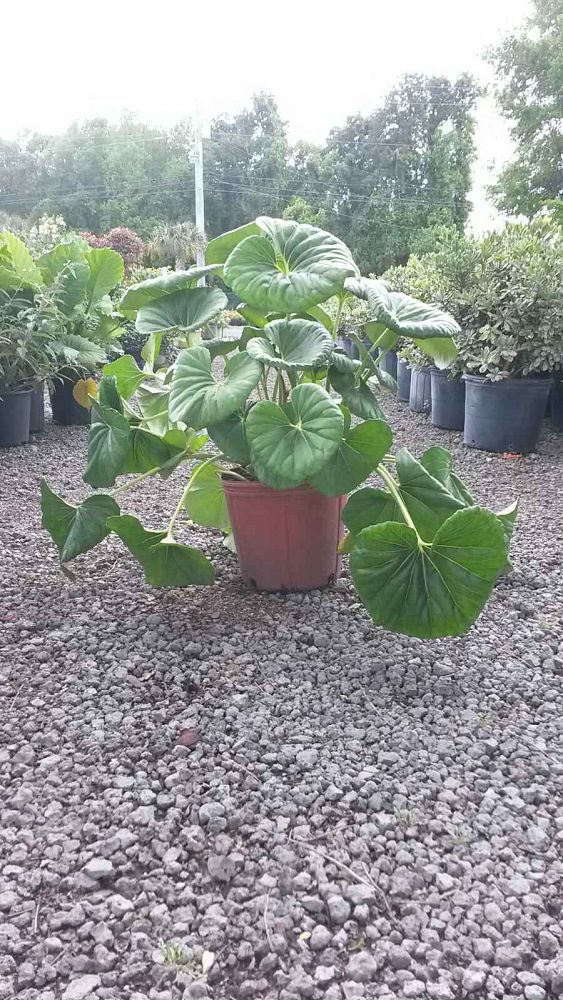 farfugium-japonicum-gigantea-giant-leopard-plant-ligularia-tussilaginea