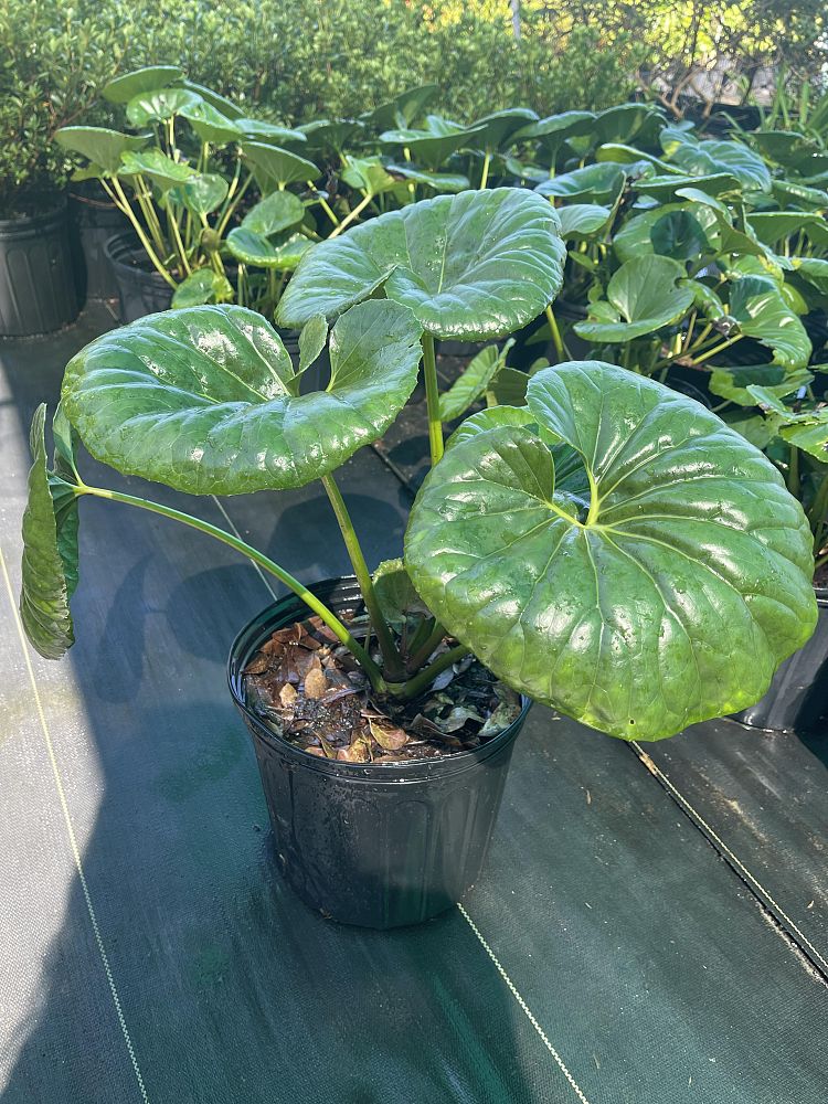 farfugium-japonicum-gigantea-giant-leopard-plant-ligularia-tussilaginea
