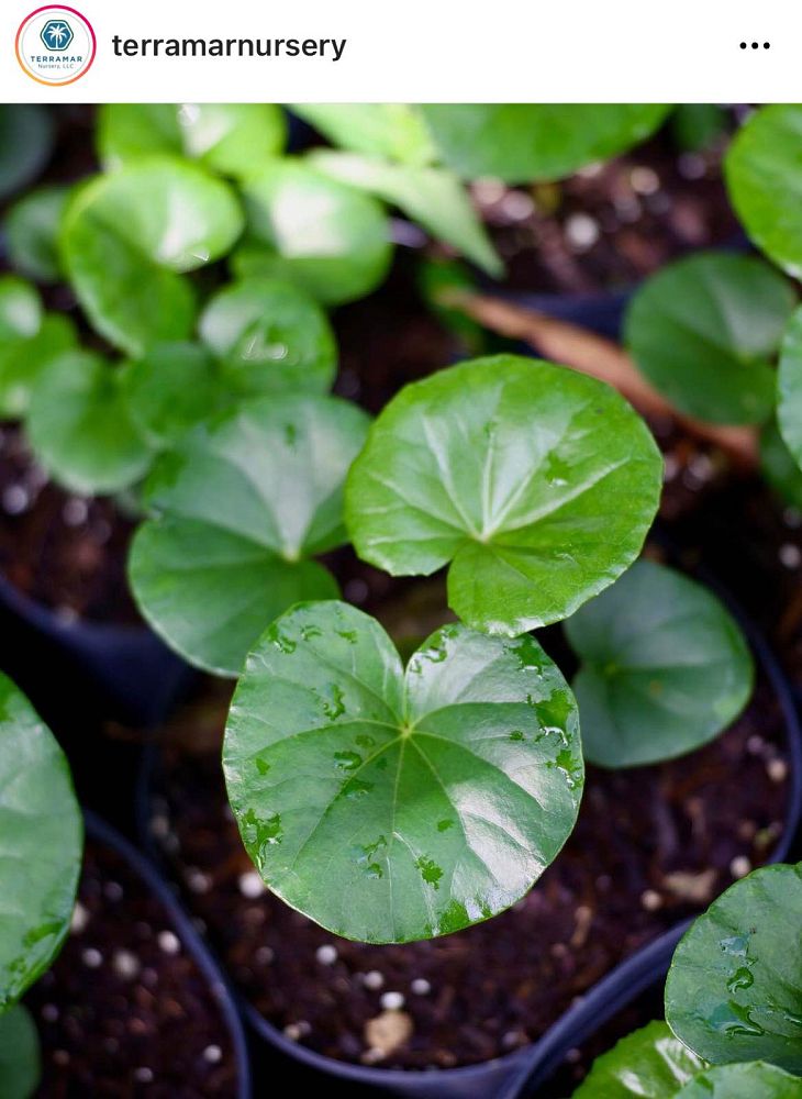 farfugium-japonicum-gigantea-giant-leopard-plant-ligularia-tussilaginea