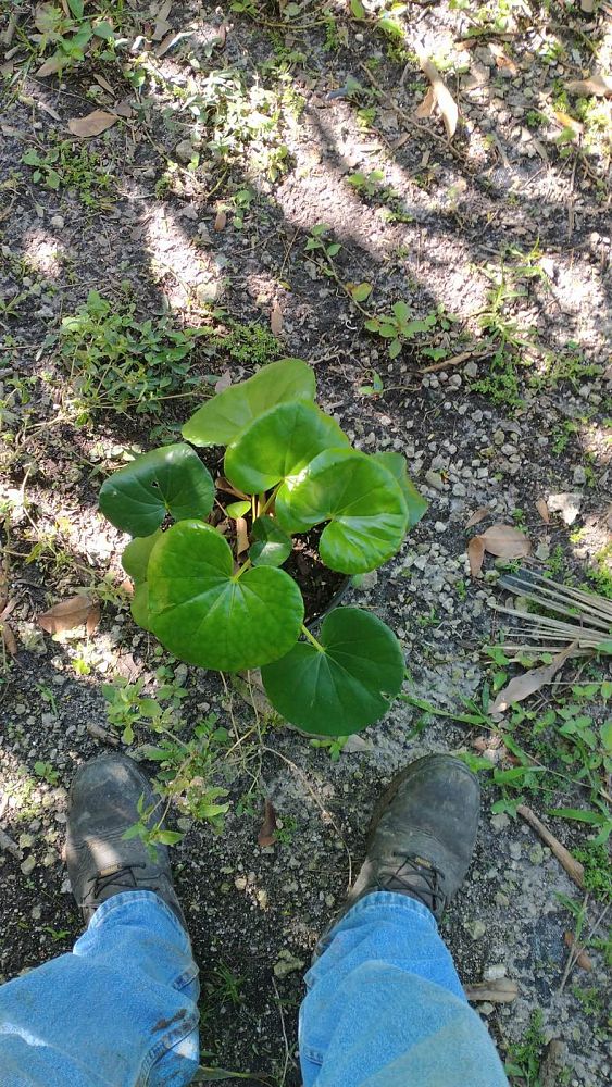 farfugium-japonicum-gigantea-giant-leopard-plant-ligularia-tussilaginea