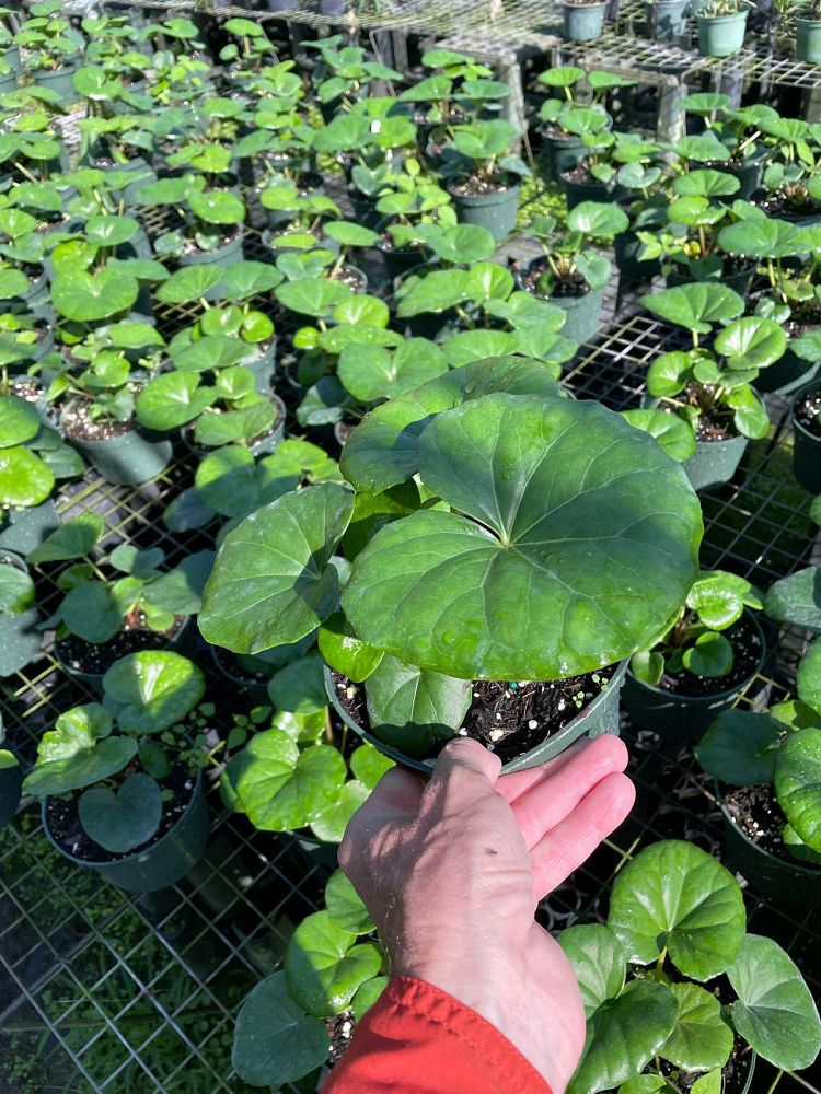 farfugium-japonicum-gigantea-giant-leopard-plant-ligularia-tussilaginea