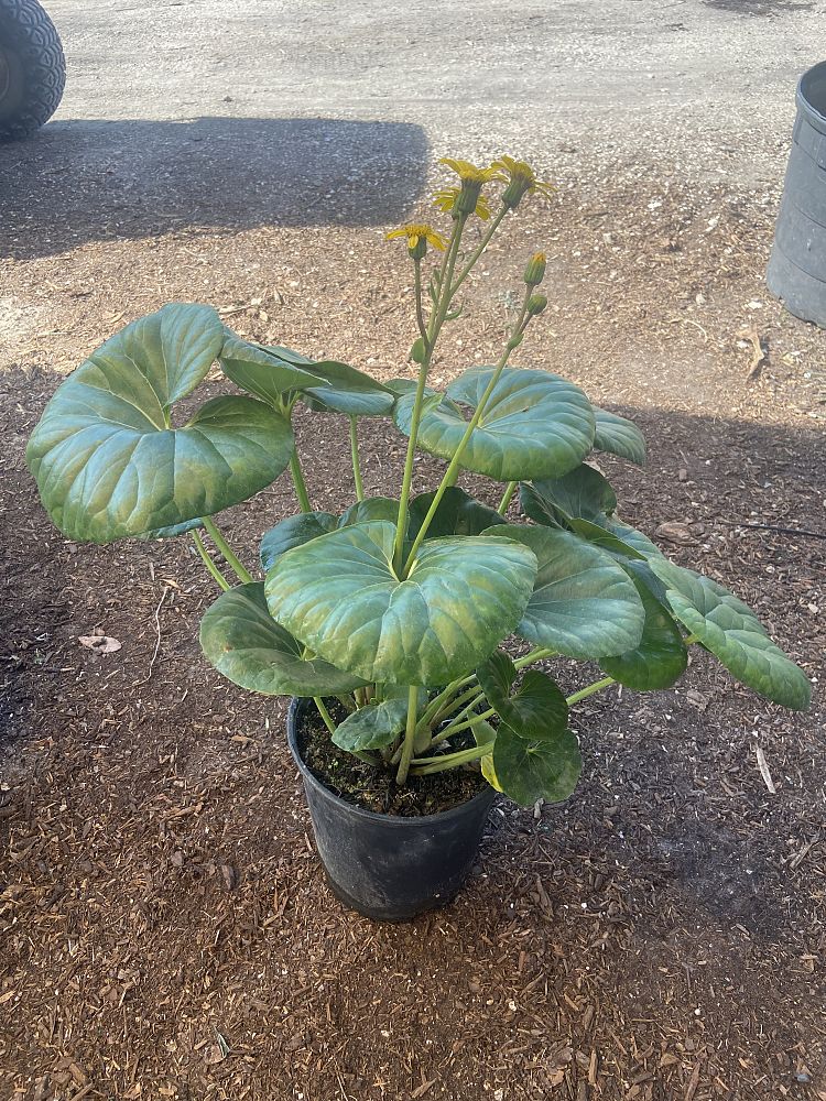 farfugium-japonicum-gigantea-giant-leopard-plant-ligularia-tussilaginea