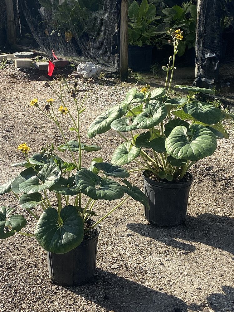 farfugium-japonicum-gigantea-giant-leopard-plant-ligularia-tussilaginea