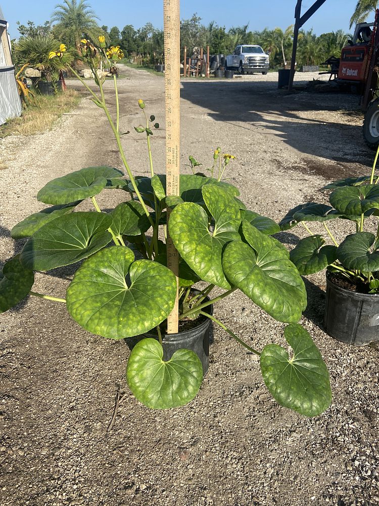 farfugium-japonicum-gigantea-giant-leopard-plant-ligularia-tussilaginea