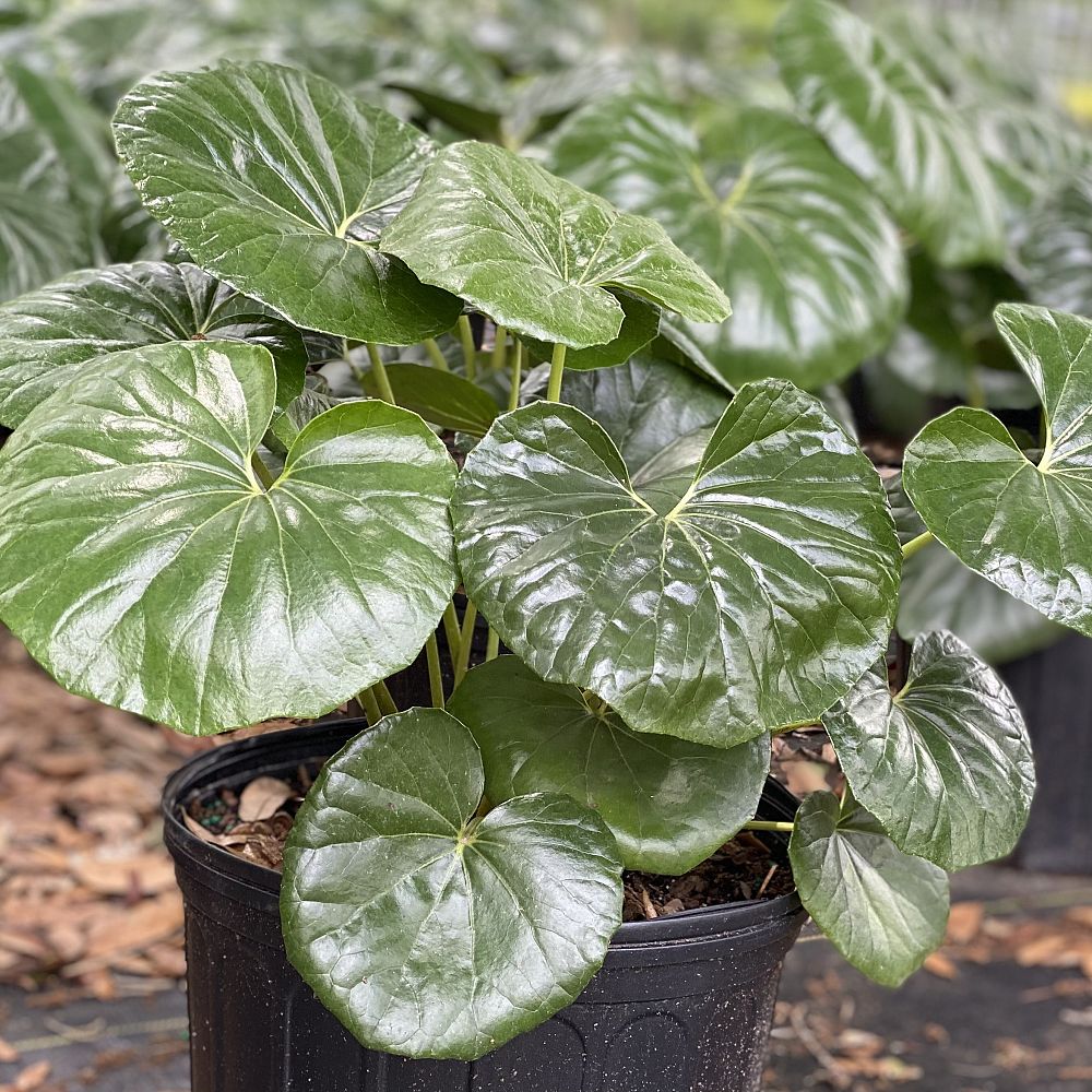 farfugium-japonicum-gigantea-giant-leopard-plant-ligularia-tussilaginea