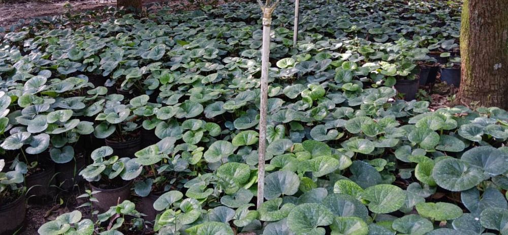 farfugium-japonicum-gigantea-giant-leopard-plant-ligularia-tussilaginea