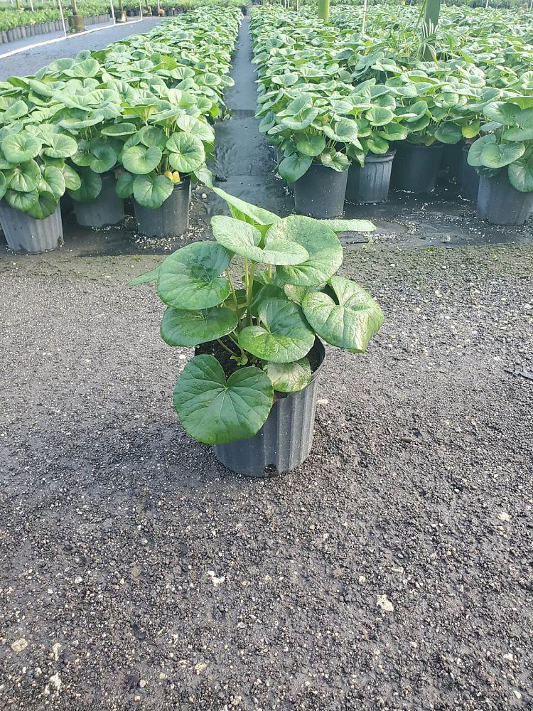 farfugium-japonicum-gigantea-giant-leopard-plant-ligularia-tussilaginea