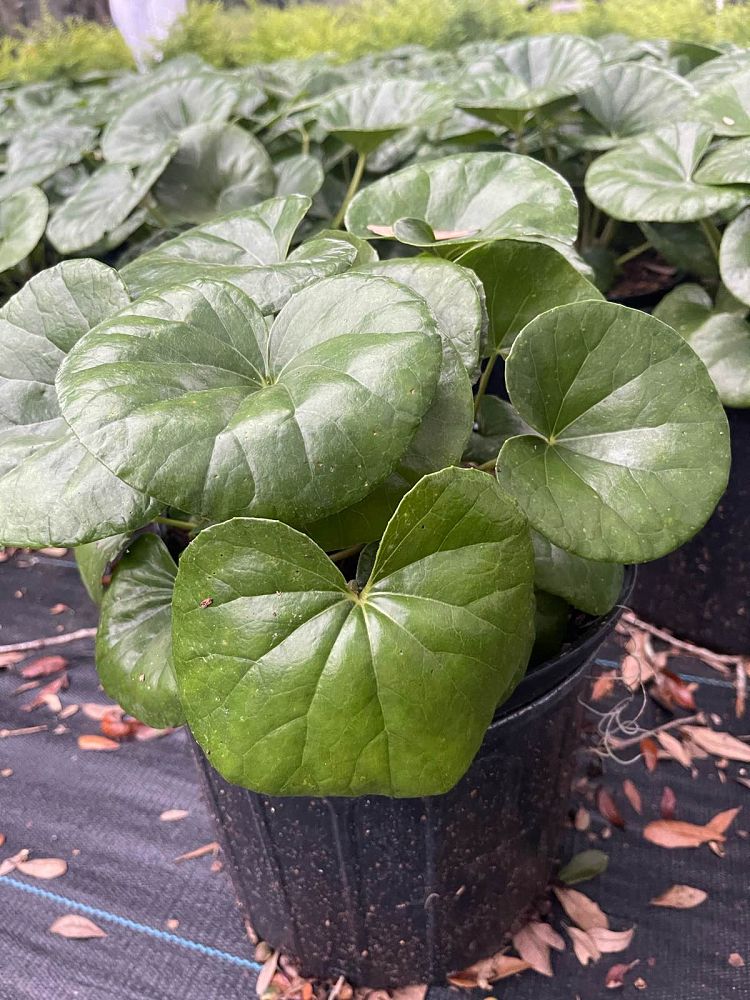 farfugium-japonicum-gigantea-giant-leopard-plant-ligularia-tussilaginea