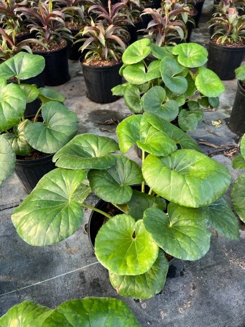 farfugium-japonicum-gigantea-giant-leopard-plant-ligularia-tussilaginea
