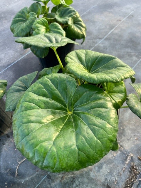 farfugium-japonicum-gigantea-giant-leopard-plant-ligularia-tussilaginea