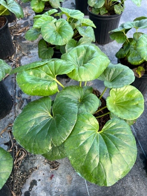 farfugium-japonicum-gigantea-giant-leopard-plant-ligularia-tussilaginea