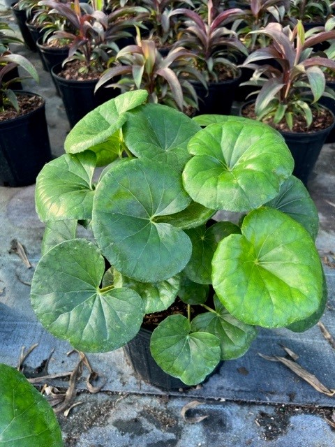 farfugium-japonicum-gigantea-giant-leopard-plant-ligularia-tussilaginea