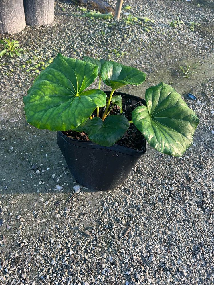 farfugium-japonicum-gigantea-giant-leopard-plant-ligularia-tussilaginea