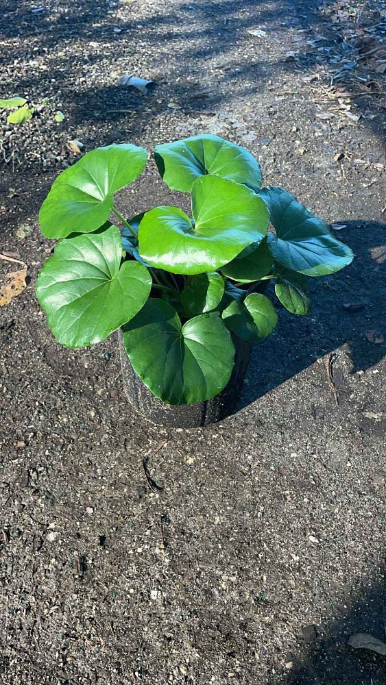 farfugium-japonicum-gigantea-giant-leopard-plant-ligularia-tussilaginea