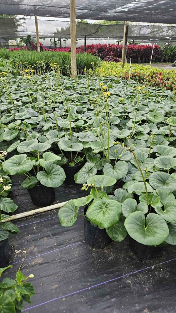farfugium-japonicum-gigantea-giant-leopard-plant-ligularia-tussilaginea