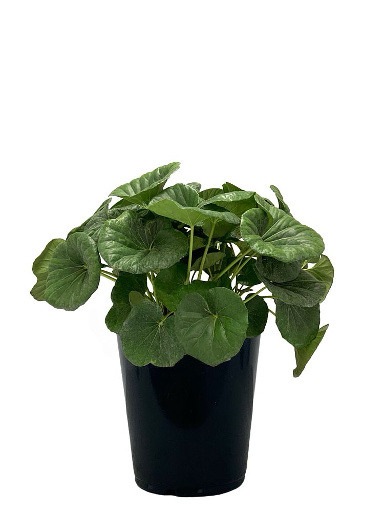 farfugium-japonicum-gigantea-giant-leopard-plant-ligularia-tussilaginea