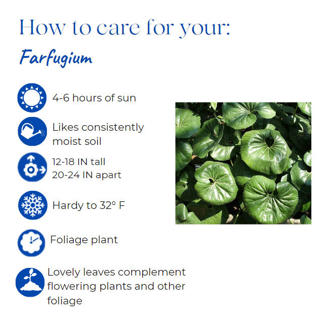 farfugium-japonicum-gigantea-giant-leopard-plant-ligularia-tussilaginea
