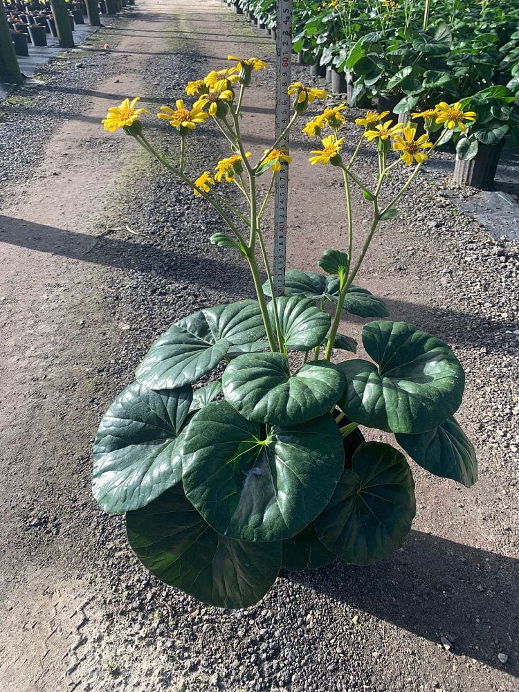 farfugium-japonicum-gigantea-giant-leopard-plant-ligularia-tussilaginea