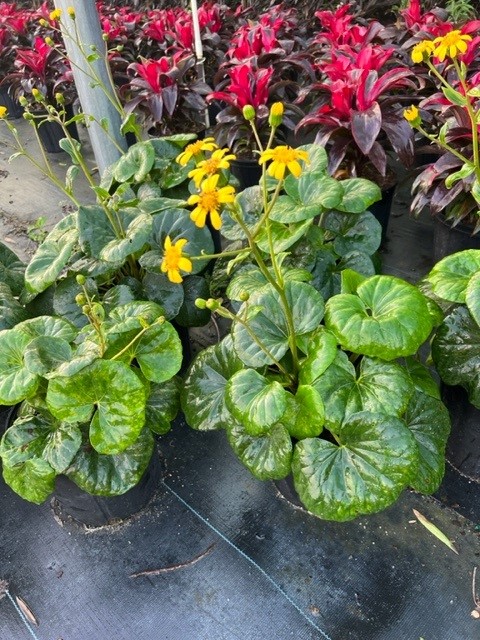 farfugium-japonicum-gigantea-giant-leopard-plant-ligularia-tussilaginea