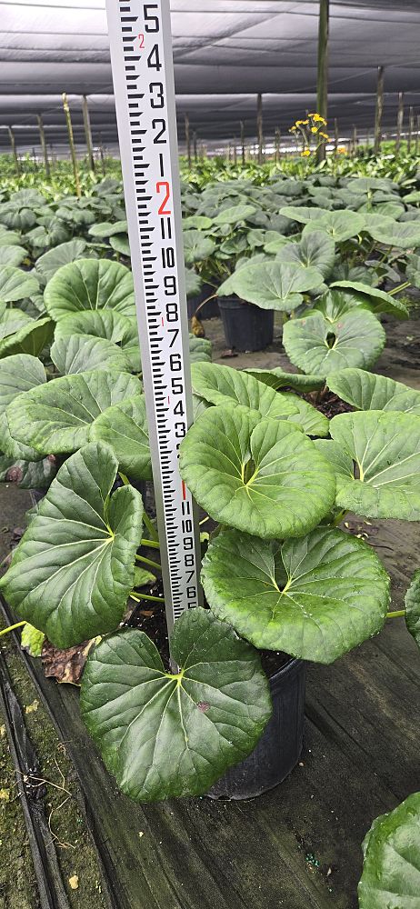 farfugium-japonicum-gigantea-giant-leopard-plant-ligularia-tussilaginea