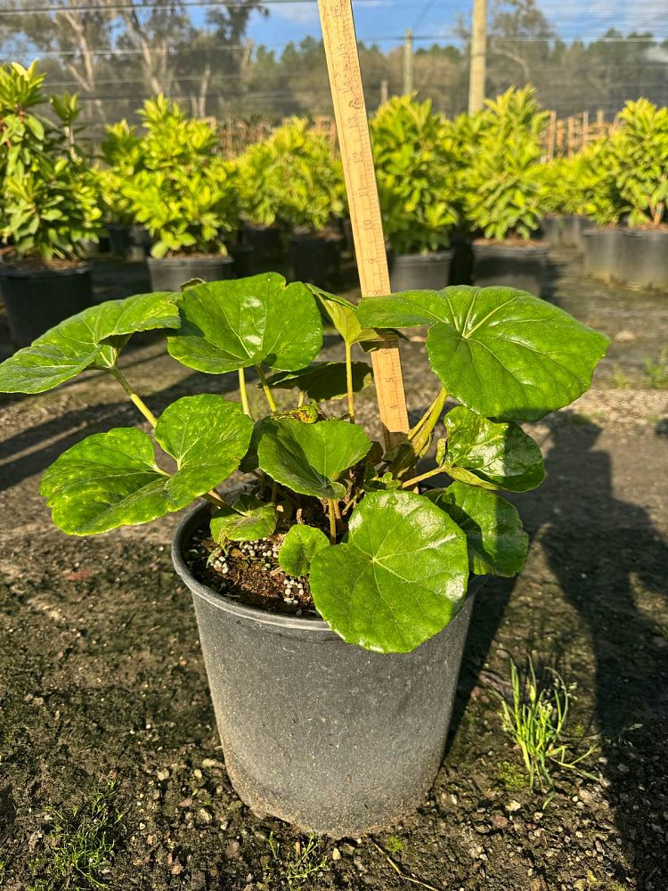 farfugium-japonicum-gigantea-giant-leopard-plant-ligularia-tussilaginea