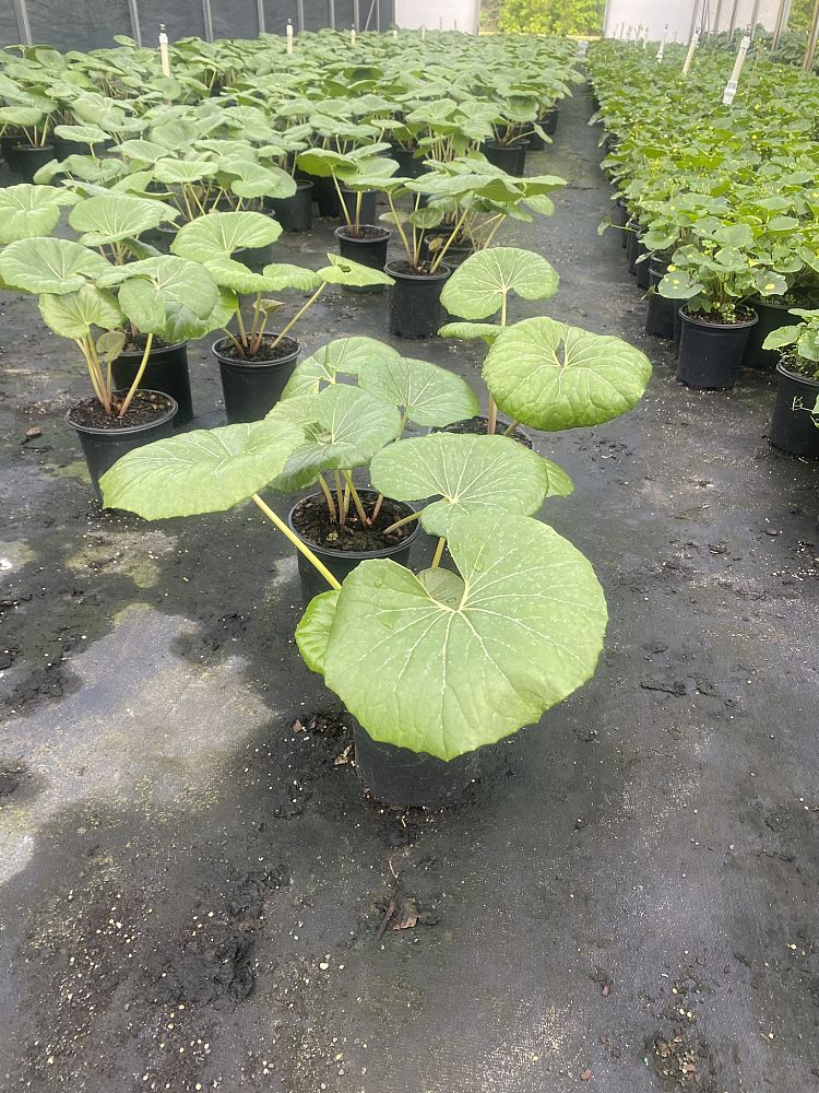farfugium-japonicum-gigantea-giant-leopard-plant-ligularia-tussilaginea