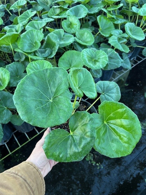 farfugium-japonicum-gigantea-giant-leopard-plant-ligularia-tussilaginea