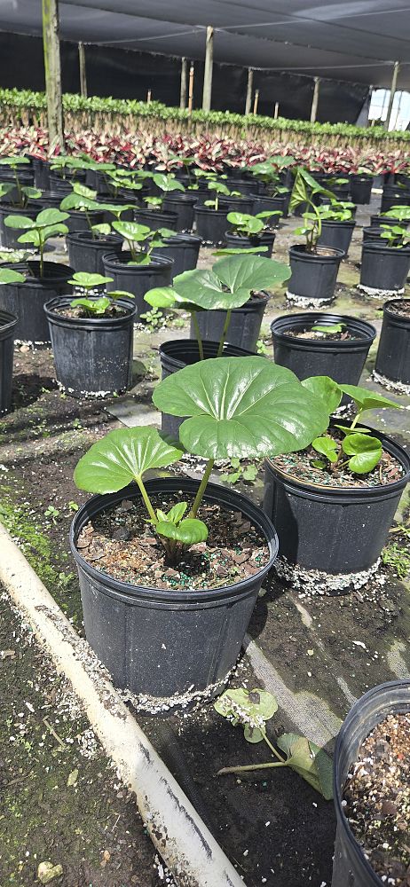 farfugium-japonicum-gigantea-giant-leopard-plant-ligularia-tussilaginea