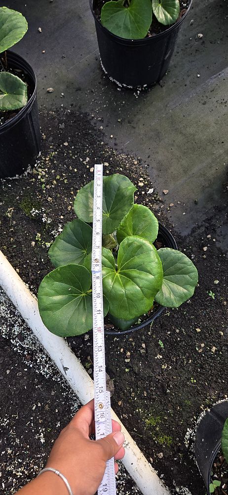 farfugium-japonicum-gigantea-giant-leopard-plant-ligularia-tussilaginea