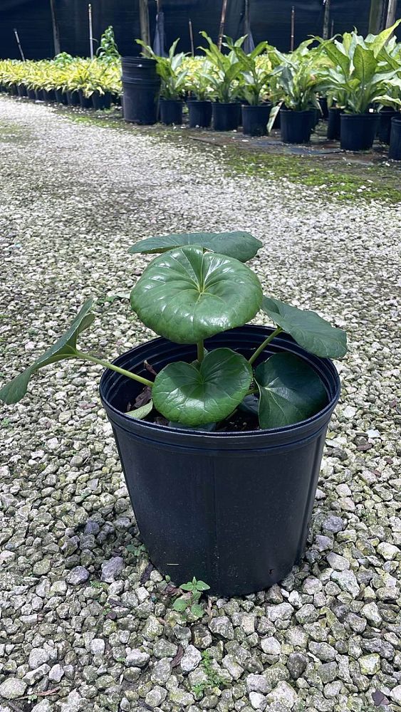 farfugium-japonicum-gigantea-giant-leopard-plant-ligularia-tussilaginea