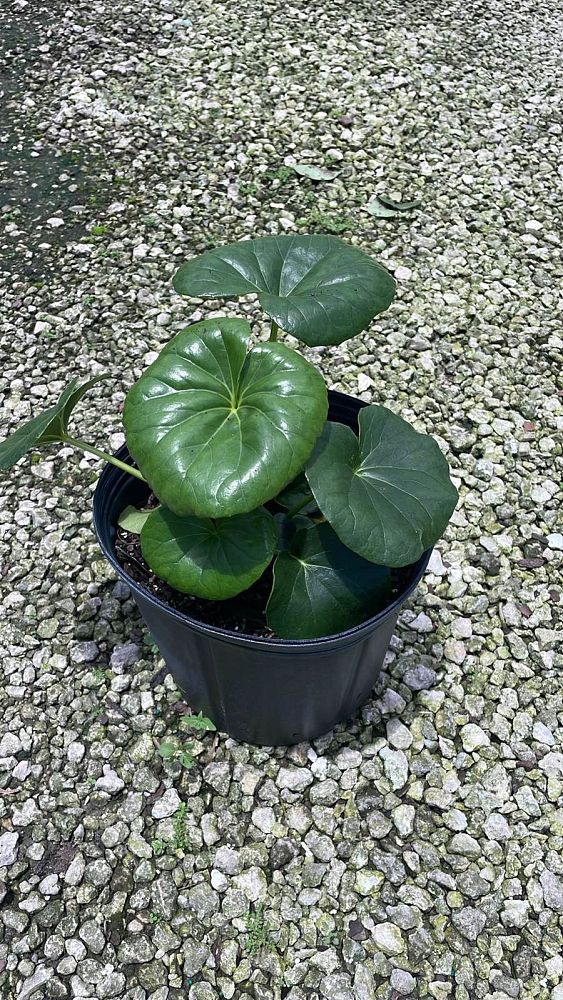 farfugium-japonicum-gigantea-giant-leopard-plant-ligularia-tussilaginea