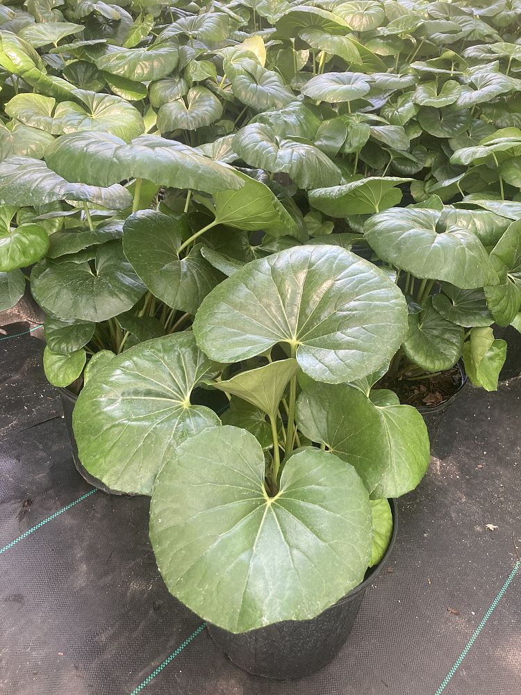 farfugium-japonicum-gigantea-giant-leopard-plant-ligularia-tussilaginea