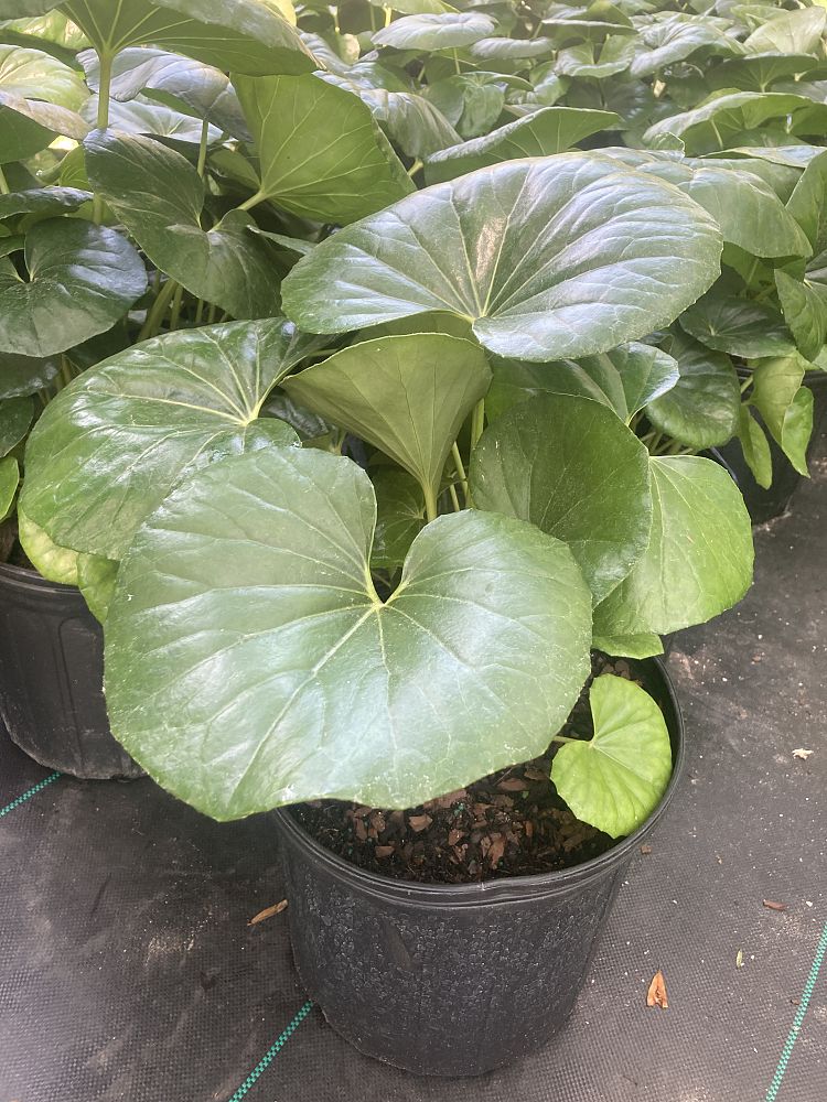 farfugium-japonicum-gigantea-giant-leopard-plant-ligularia-tussilaginea