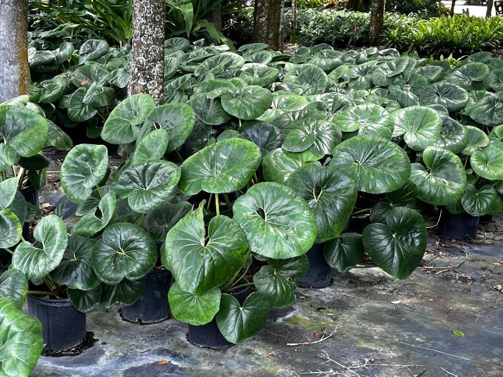 farfugium-japonicum-gigantea-giant-leopard-plant-ligularia-tussilaginea