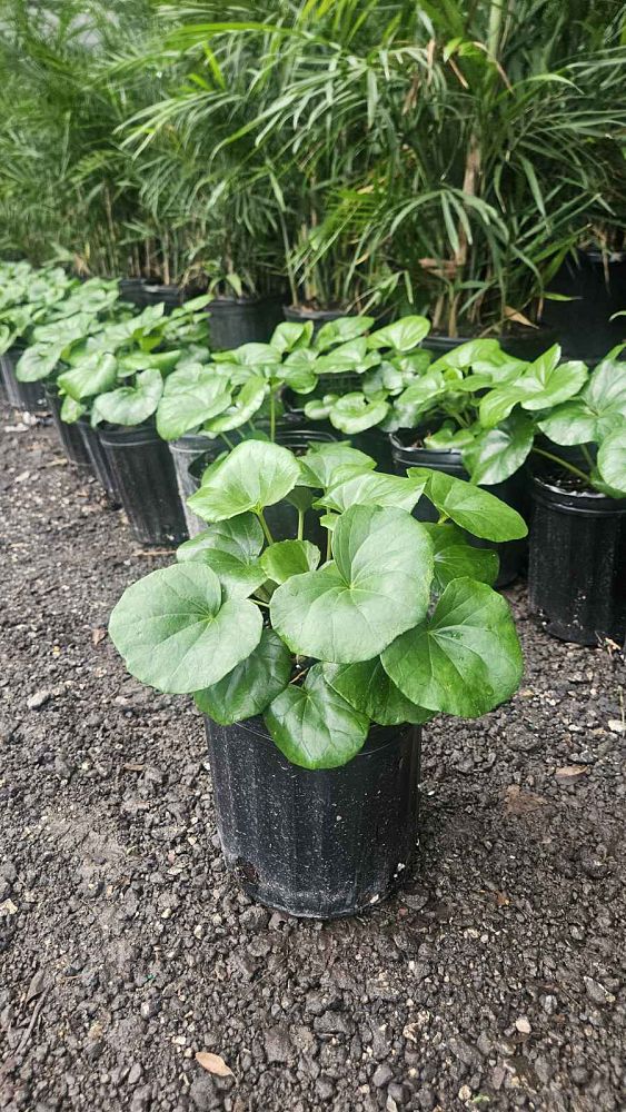 farfugium-japonicum-gigantea-giant-leopard-plant-ligularia-tussilaginea
