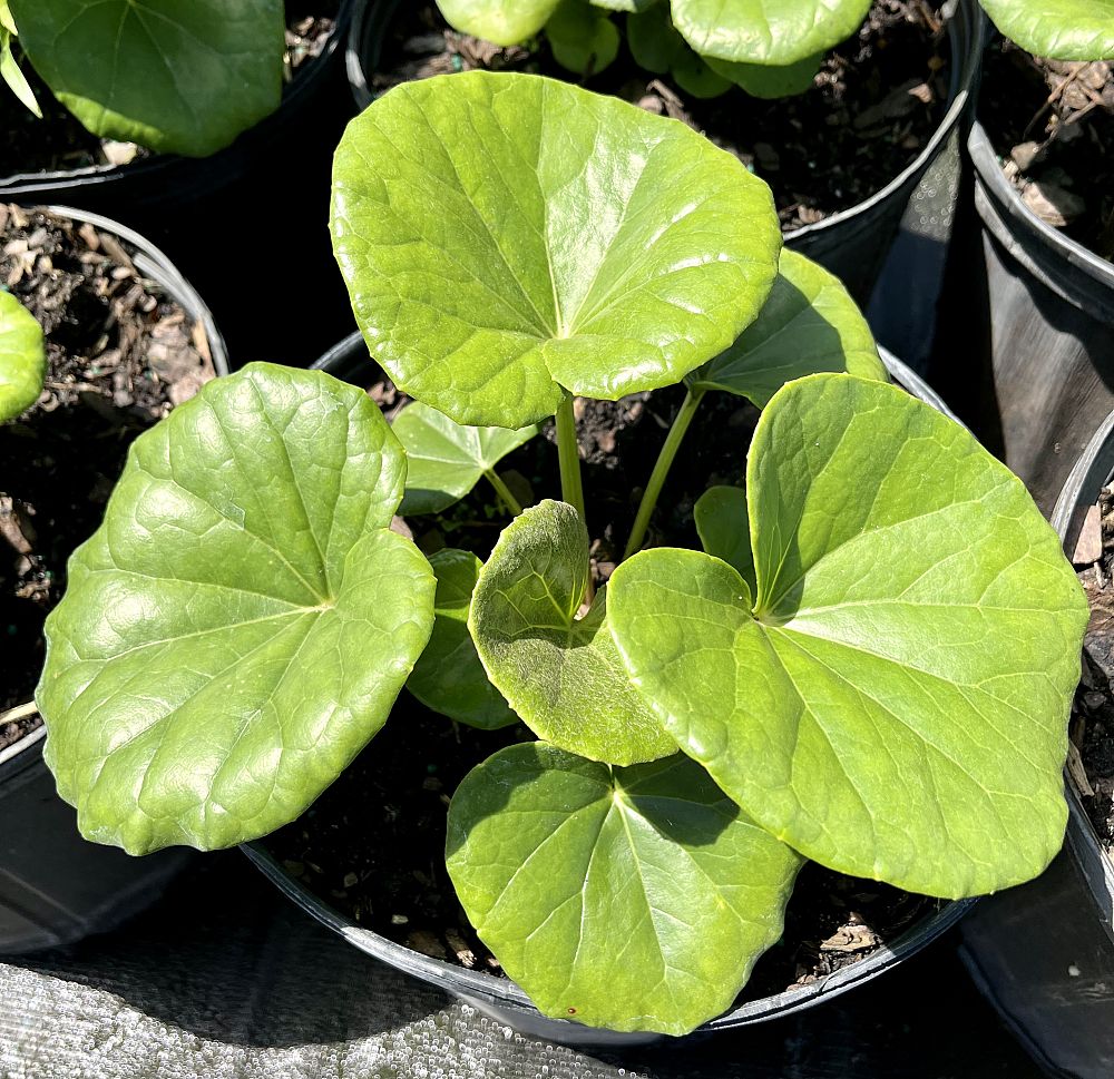 farfugium-japonicum-leopard-plant-ligularia-japonicum-ligularia-tussilaginea