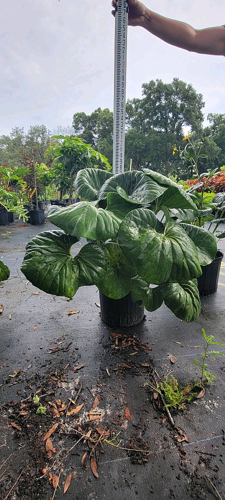 farfugium-japonicum-leopard-plant-ligularia-japonicum-ligularia-tussilaginea