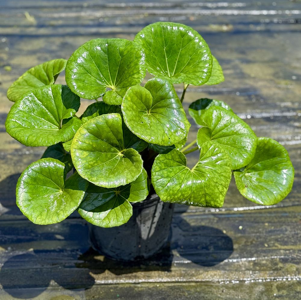 farfugium-japonicum-leopard-plant-ligularia-japonicum-ligularia-tussilaginea