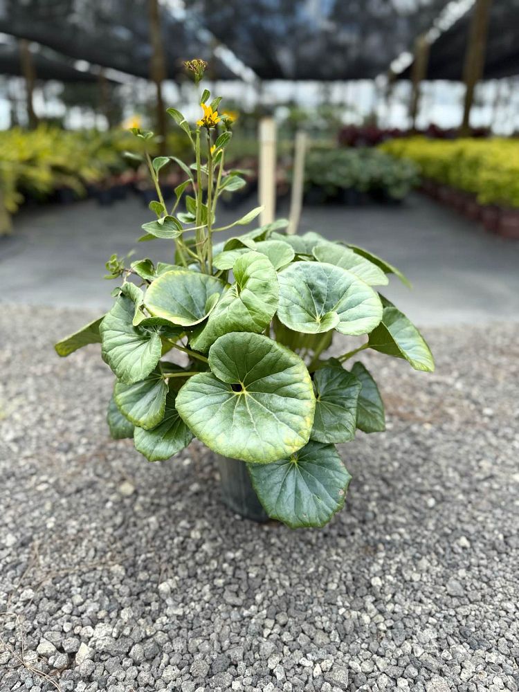 farfugium-japonicum-leopard-plant-ligularia-japonicum-ligularia-tussilaginea