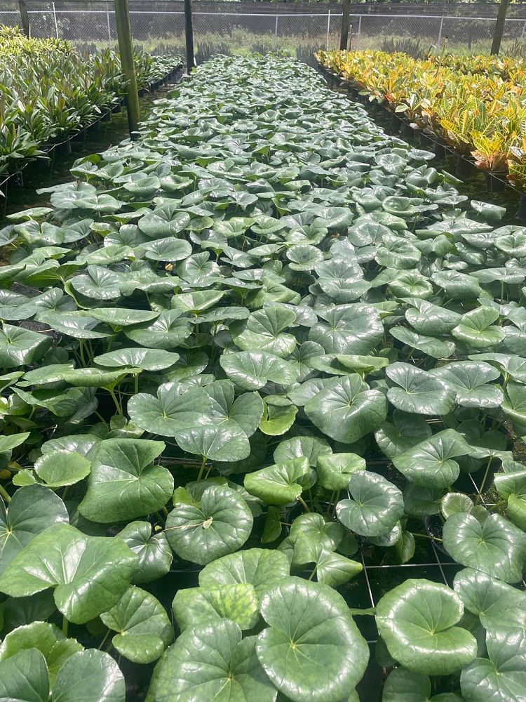 farfugium-japonicum-leopard-plant-ligularia-japonicum-ligularia-tussilaginea